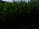 IMG_20120718_162805.jpg